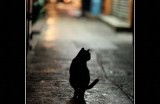 夜猫视频：探索夜间生活的精彩与乐趣