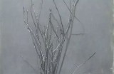骚狐：魅惑与智慧的完美结合