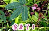 探索含羞草社区：一个充满互动与分享的温馨空间