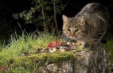 夜猫视频：精选优质内容，每晚陪你到天亮