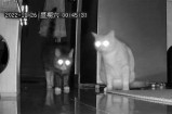 夜猫视频：探索晚间娱乐的无限可能与趣味
