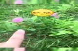 含羞草社区：畅享互动交流，分享生活点滴与心灵感悟