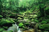在线观看日本高清MV视频