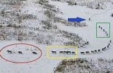 狼群影院手机在线视频播放