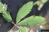 探索含羞草社区：共享知识、交流经验的温馨平台