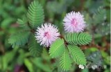 含羞草社区：分享生活点滴，共建温暖交流平台