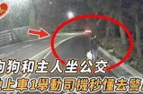 狗狗变身人类驾驶员，惊险有趣的开车视频分享
