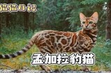 猫咪爱好者必看：超火成人短视频APP推荐