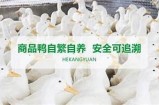 91香蕉app：好色先生站长推荐的优质资源