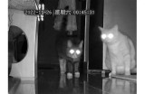 夜猫视频：精彩夜间娱乐一网打尽