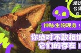 妖精视频：揭秘神秘生物的奇幻世界