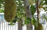 菠萝菠萝蜜：在线观看全集，免费观看精彩内容