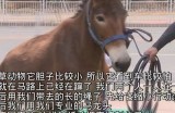 成人无码高清视频在线观看免费