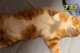 夜猫视频：精彩夜生活一网打尽