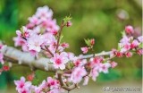桃花直播：与你共赏春日美景，畅聊时尚与生活