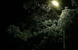春雨直播免费视频全集在线观看，尽享精彩直播体验