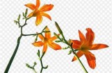 “广泛解读忘忧草社区资源：为您提供丰富的信息与帮助”