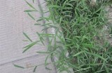 野草免费高清在线视频分享，尽享自然之美，畅看野外风光与动植物生态
