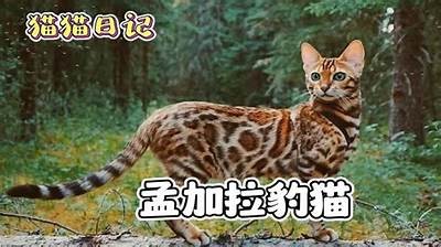 猫咪爱好者必看：超火成人短视频APP推荐