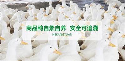 91香蕉app：好色先生站长推荐的优质资源