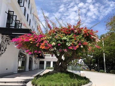 98色花堂：缤纷色彩的视觉盛宴