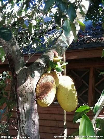 菠萝菠萝蜜视频在线免费观看