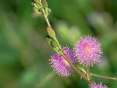 含羞草社区：探索植物的神奇世界