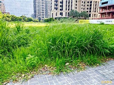 野草免费高清在线观看视频