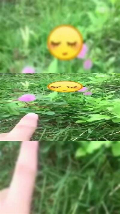 含羞草社区：畅享互动交流，分享生活点滴与心灵感悟