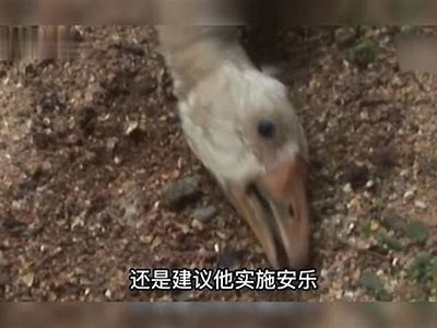 成人鸭脖子视频在线观看：畅享美味与激情的结合体验