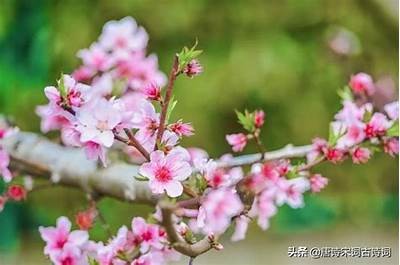 桃花直播：与你共赏春日美景，畅聊时尚与生活