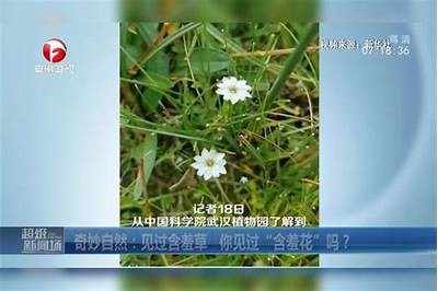 含羞草社区：探索自然的奇妙世界