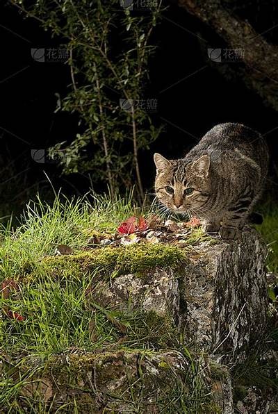 夜猫视频：精选优质内容，每晚陪你到天亮