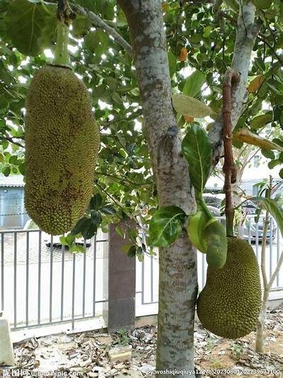 菠萝菠萝蜜：在线观看全集，免费观看精彩内容
