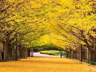 探索日本文化：japonensisvedao的魅力与深度解析