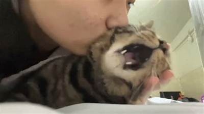 夜猫视频：畅享夜晚精彩短视频，让快乐无论何时相伴