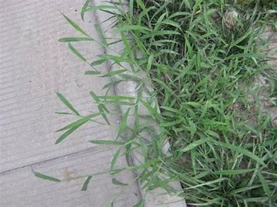 野草免费高清在线视频分享，尽享自然之美，畅看野外风光与动植物生态