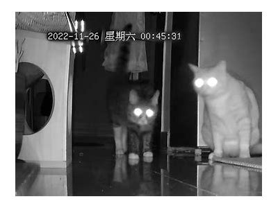 夜猫视频：精彩夜间娱乐一网打尽