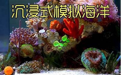 海角平台：探索海洋世界的无限可能与精彩体验