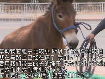 成人无码高清视频在线观看免费